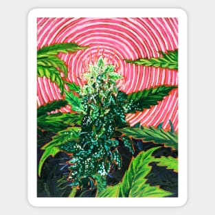 Big Bud Sticker